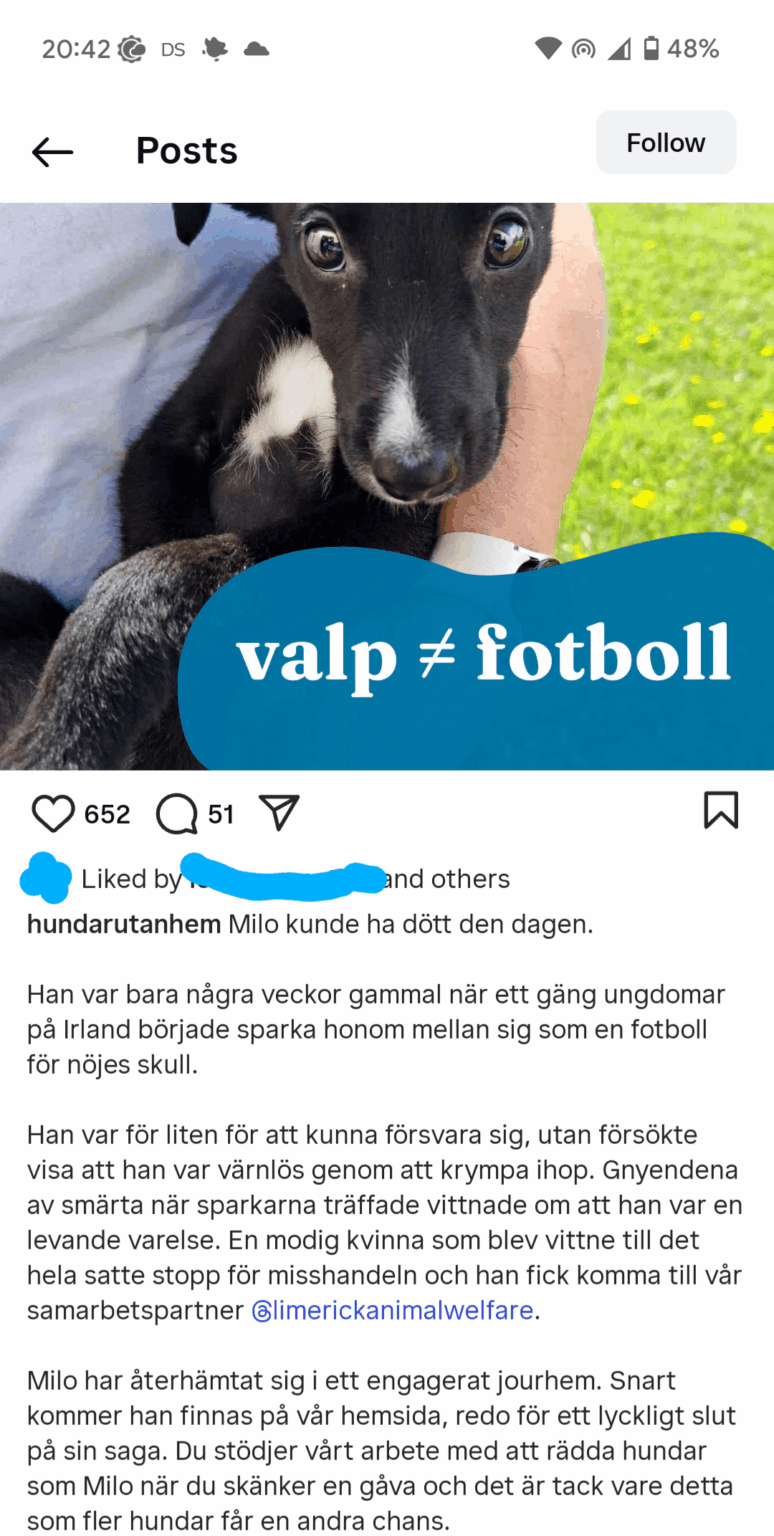 Welpe trat von Jugendlichen in Limerick herum, um in Schweden adoptiert zu werden Welpe trat von Jugendlichen in Limerick herum, um in Schweden adoptiert zu werden