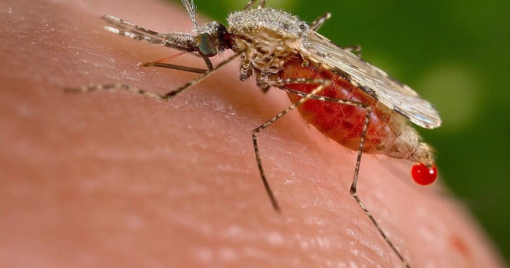 Wissenschaftler entwickelten einen neuen mRNA-Impfstoff-basierend auf ähnlichen Technologien, die für einige CoVID-19-Impfstoffe eingesetzt wurden, um den Malaria-Parasitendüngungsprozess zu blockieren. Das Ergebnis: Ein Rückgang der Übertragungsrate des Malaria-Verursachung in präklinischen Studien. Wissenschaftler entwickelten einen neuen mRNA-Impfstoff-basierend auf ähnlichen Technologien, die für einige CoVID-19-Impfstoffe eingesetzt wurden, um den Malaria-Parasitendüngungsprozess zu blockieren. Das Ergebnis: Ein Rückgang der Übertragungsrate des Malaria-Verursachung in präklinischen Studien.