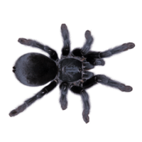 Die männlichen Tarantulas entwickelten rekordlange Genitalien, um nicht von Frauen getötet zu werden