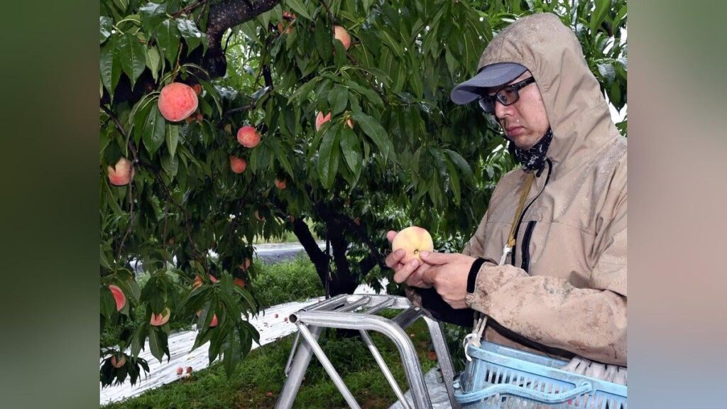 "Sogar Pfirsiche leiden unter Sommermüdigkeit" und "sieben Kühe starben an der Hitze" ... die hohen Temperaturen dieses Sommers und geringe Niederschläge haben auch Obst und Vieh betroffen