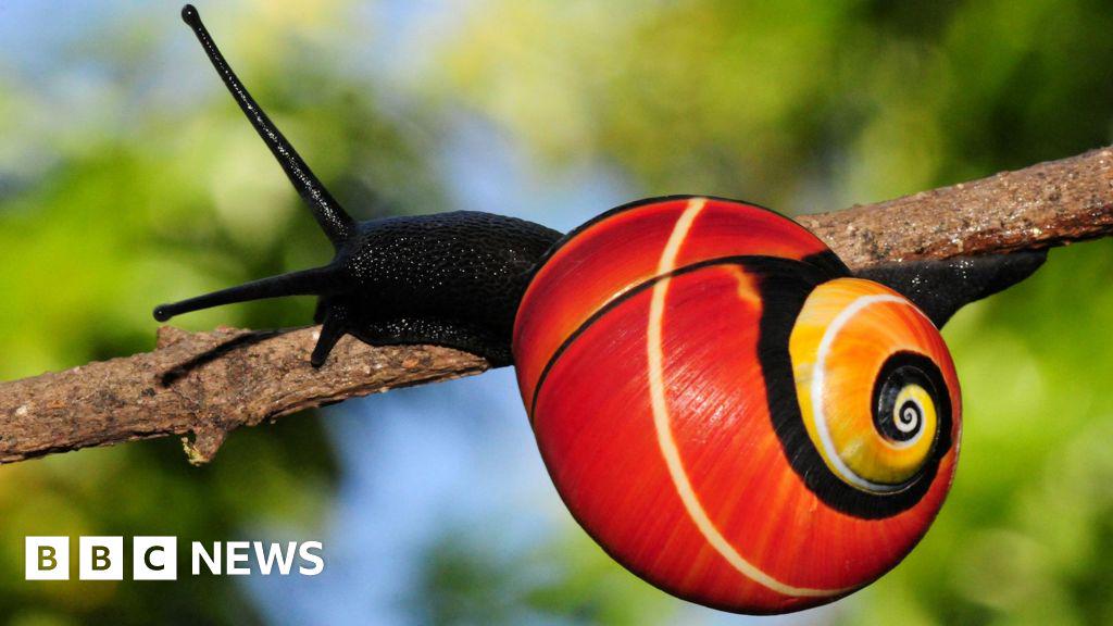 Mission für die Rettung der schönsten "Welt der schönsten" Schnecken