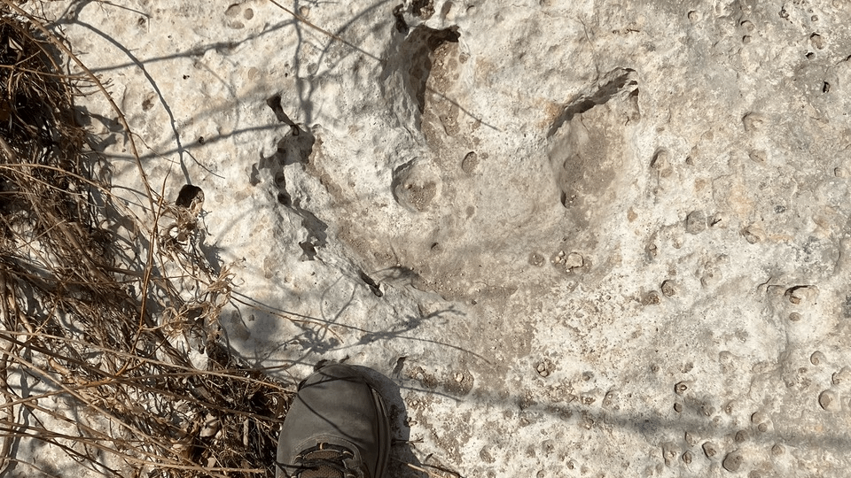 115 Millionen Jahre alte Dinosaurier-Tracks, die in Texas nach verheerenden Überschwemmungen entdeckt wurden