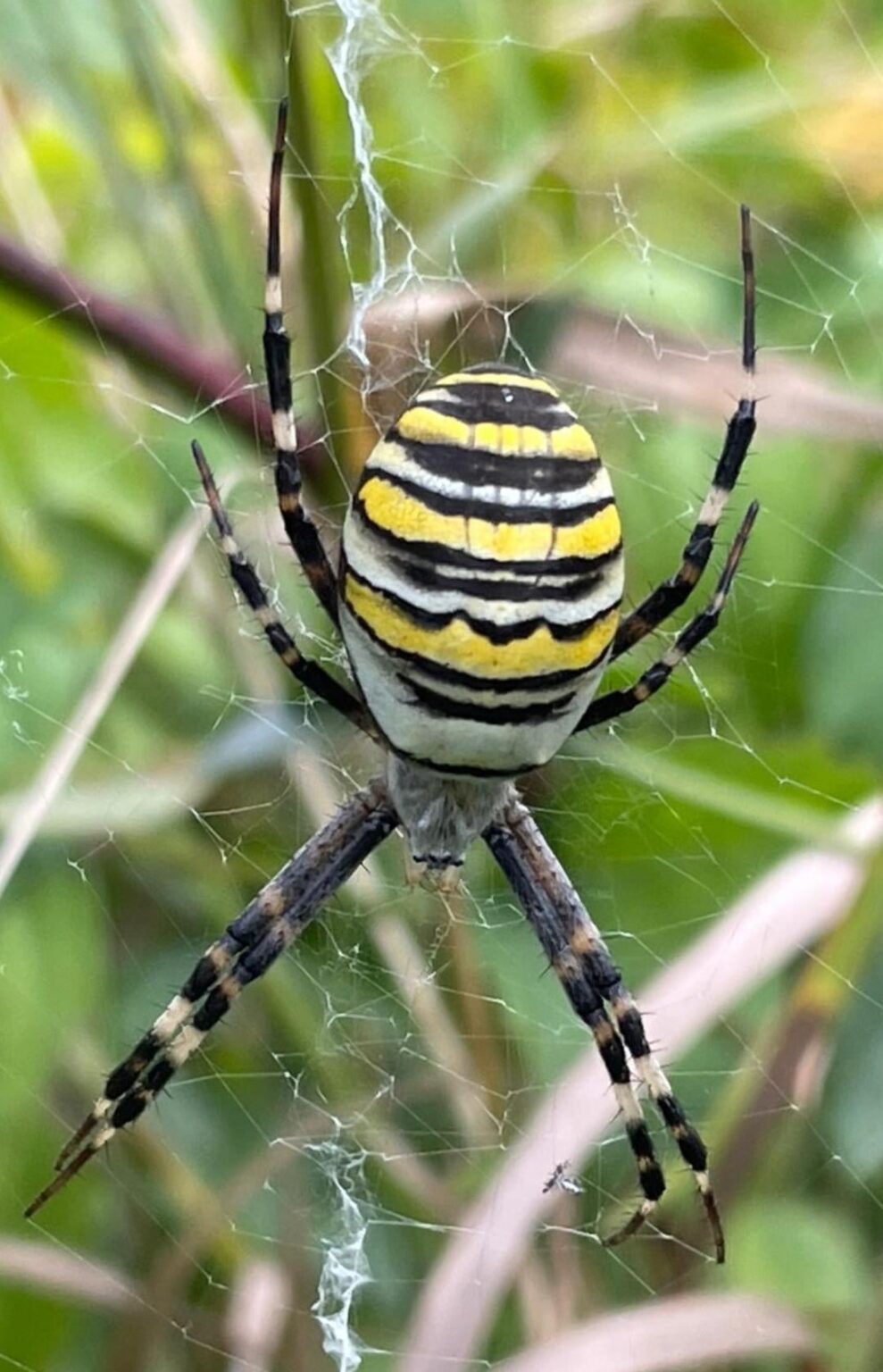 Besuch im Garten....