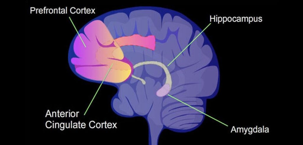 Amygdala -Vergrößerung im Zusammenhang mit dem zukünftigen Beginn der Depression | Die Ergebnisse zeigten, dass Konverter tendenziell ein höheres Graustreifen in der Amygdala -Region des Gehirns im Vergleich zu Patienten mit Depression und gesunden Personen aufwiesen. Amygdala -Vergrößerung im Zusammenhang mit dem zukünftigen Beginn der Depression | Die Ergebnisse zeigten, dass Konverter tendenziell ein höheres Graustreifen in der Amygdala -Region des Gehirns im Vergleich zu Patienten mit Depression und gesunden Personen aufwiesen.