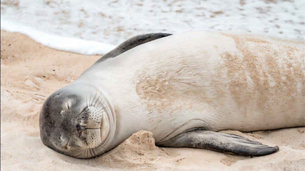 Als die Menschenmengen während der Covid-19-Pandemie abreisten, wurden Riffe in Hanuma Bay in Hawaii lebendig.
