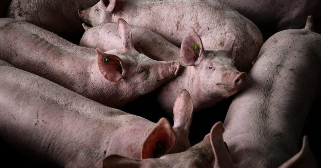 Das Europäische Parlament kann es nicht ertragen, die Schweinkastration ohne Anästhesie zu betrachten, ein Verfahren, das in der EU gemeinsam und legal ist Das Europäische Parlament kann es nicht ertragen, die Schweinkastration ohne Anästhesie zu betrachten, ein Verfahren, das in der EU gemeinsam und legal ist