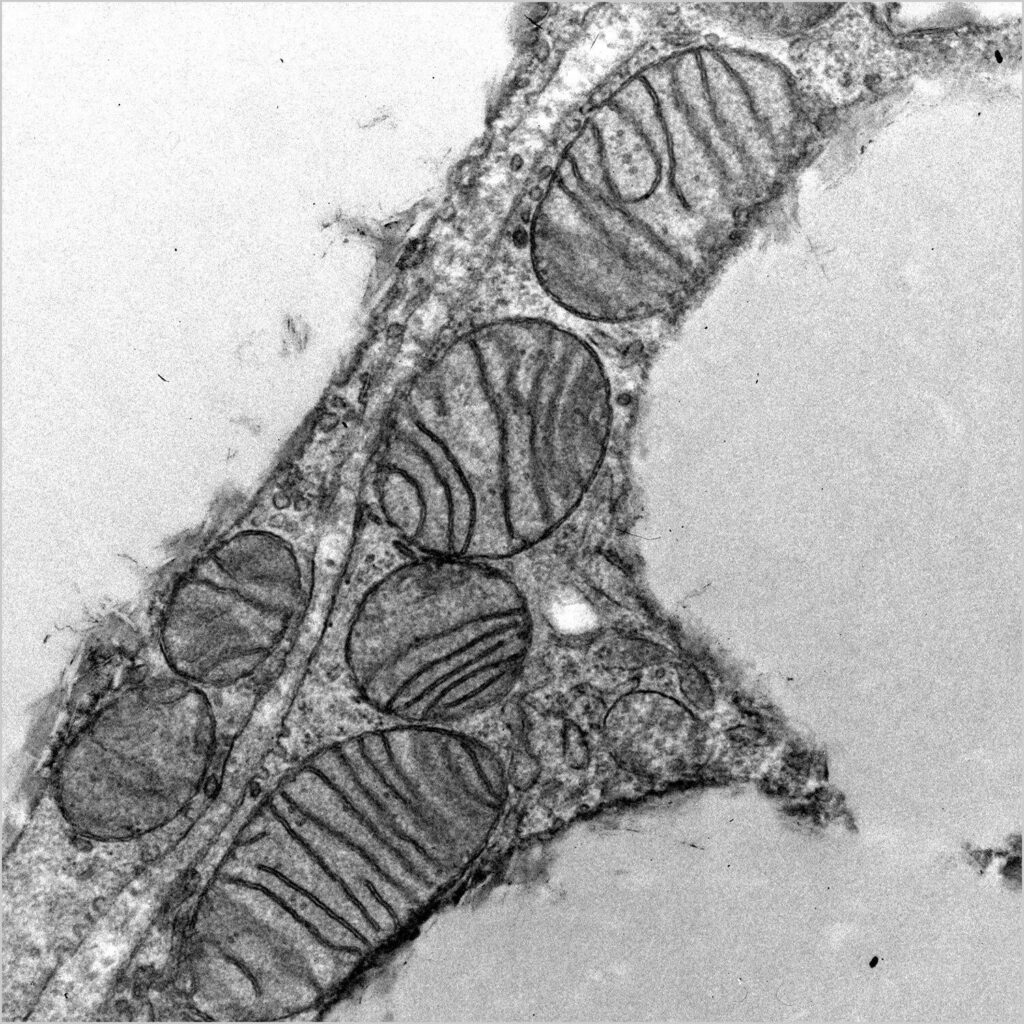 Forscher entdecken ein neues Mikroprotein, das die metabolische Gesundheit in Mausfettzellen steuert