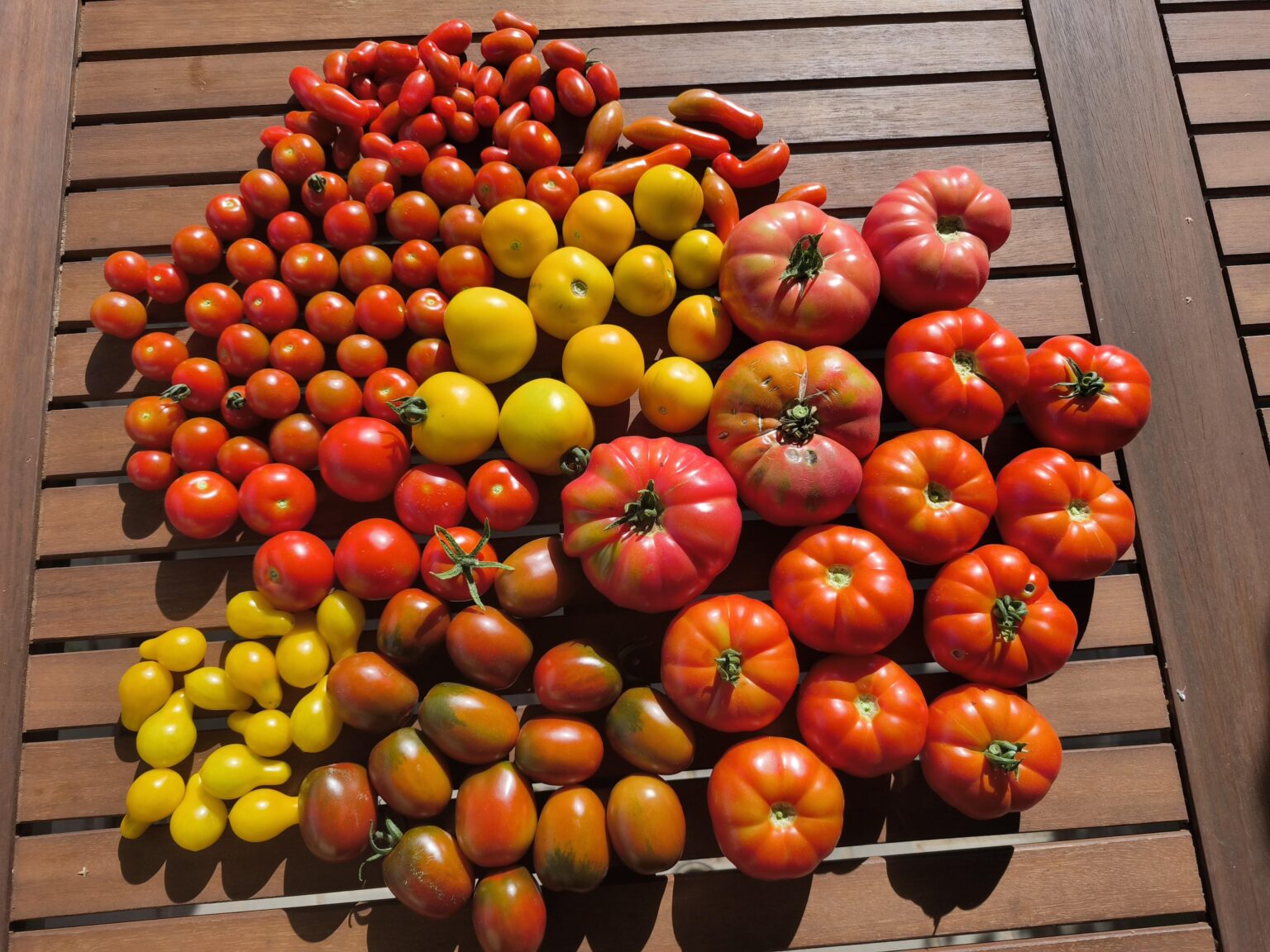 Die heutige Ernte an Tomaten