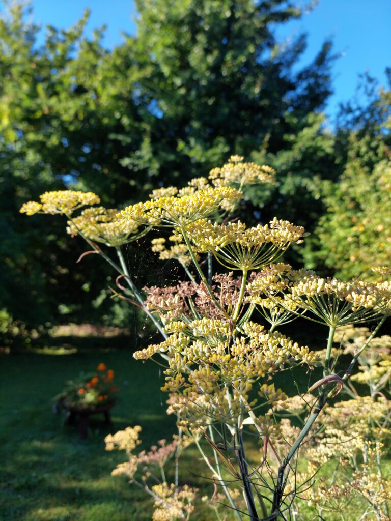 Zierfenchel in der Morgensonne.