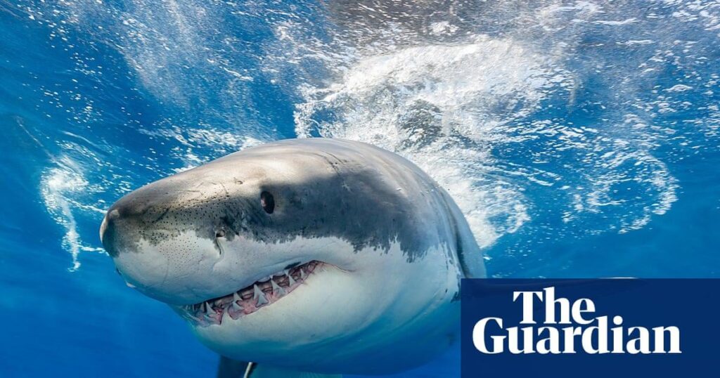 Zahnlose Haie? Ozeanversuche könnte die lebenswichtige Waffe von Predator untergraben, findet die Studie fest
