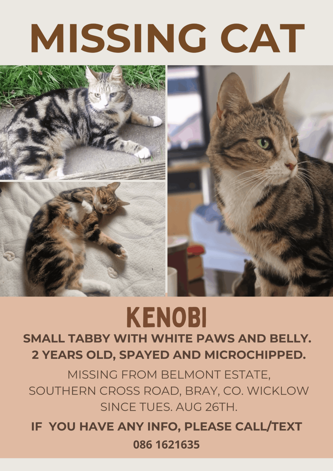 Verlorene Katze – Bray, Co. Wicklow Verlorene Katze - Bray, Co. Wicklow