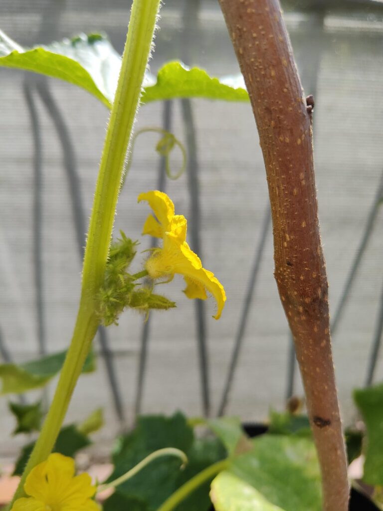 Gurken nur eine Sorte Blüten? Gurken nur eine Sorte Blüten?