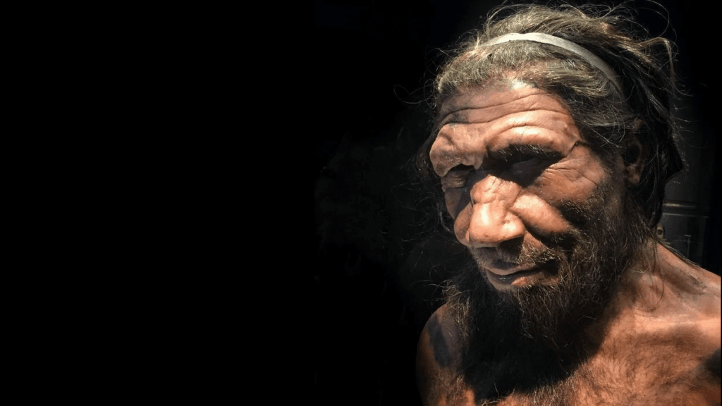 Gene, das sich zwischen Menschen und Neandertalern unterscheidet, könnte das Verschwinden der Art beleuchten, so die Mausstudie Gene, das sich zwischen Menschen und Neandertalern unterscheidet, könnte das Verschwinden der Art beleuchten, so die Mausstudie