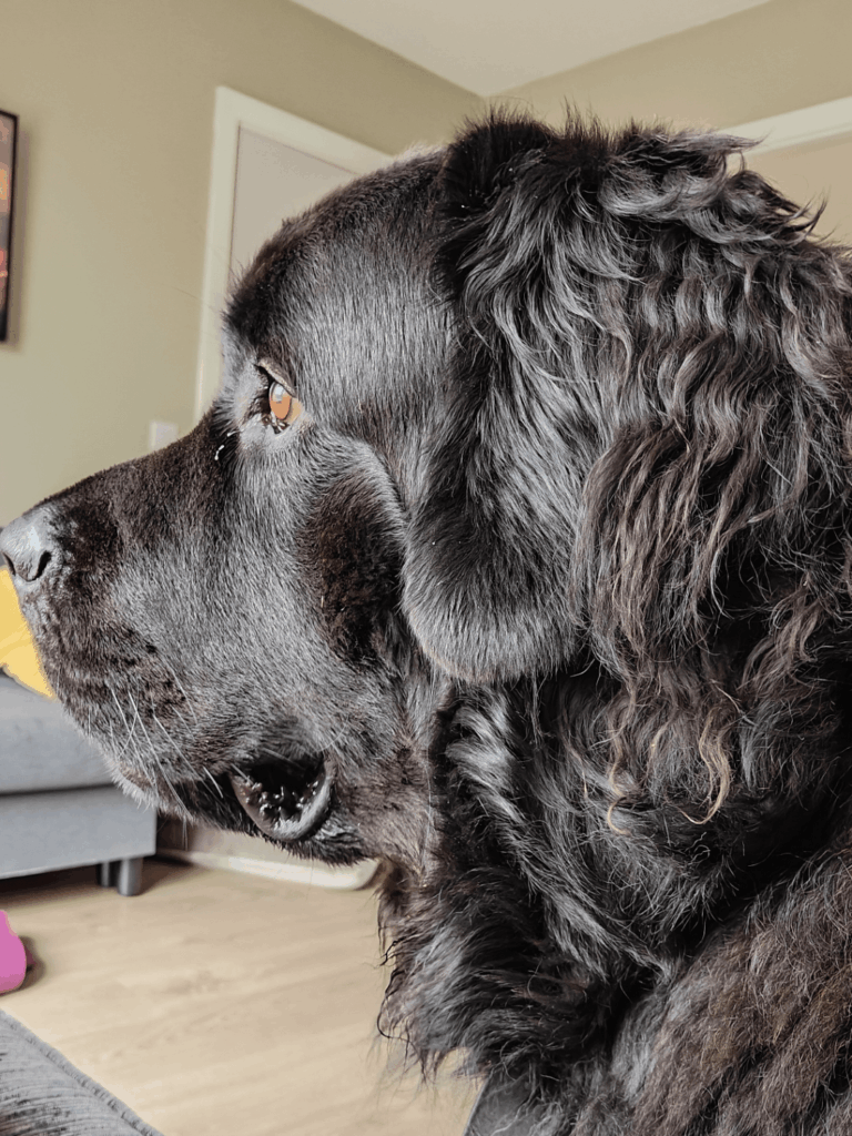 Mylo für den Präsidenten.