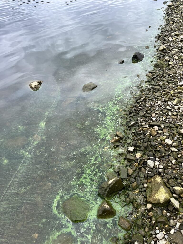 Hund spazieren gehen, hüten Sie auf! Es ist wieder diese Jahreszeit. Die blau grünen Algen blühen. Dies ist heute der Blessington Lake. Hund spazieren gehen, hüten Sie auf! Es ist wieder diese Jahreszeit. Die blau grünen Algen blühen. Dies ist heute der Blessington Lake.
