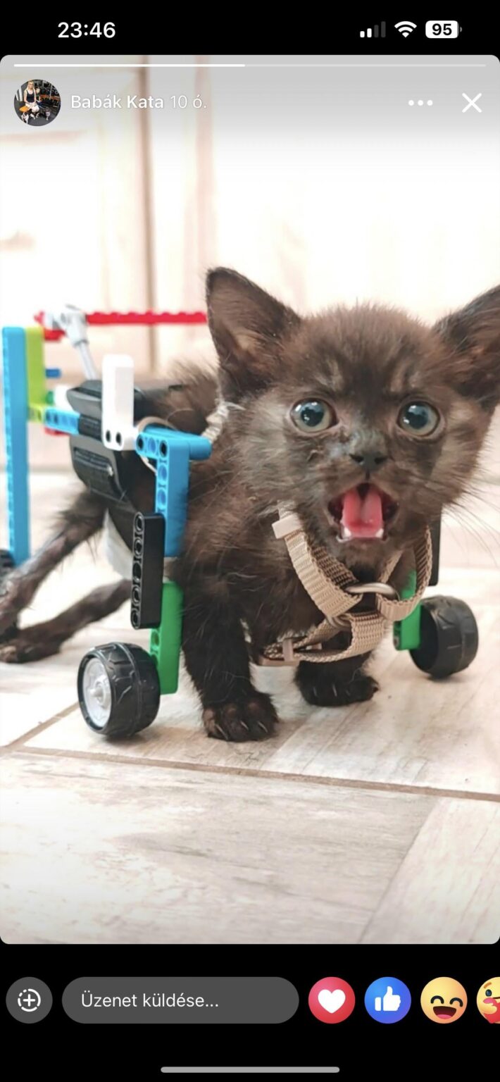 Babies Refuge Foundation half kreativ einer gelähmten kleinen Katze. 🥰🥰🥰❤️ Babies Refuge Foundation half kreativ einer gelähmten kleinen Katze. 🥰🥰🥰❤️