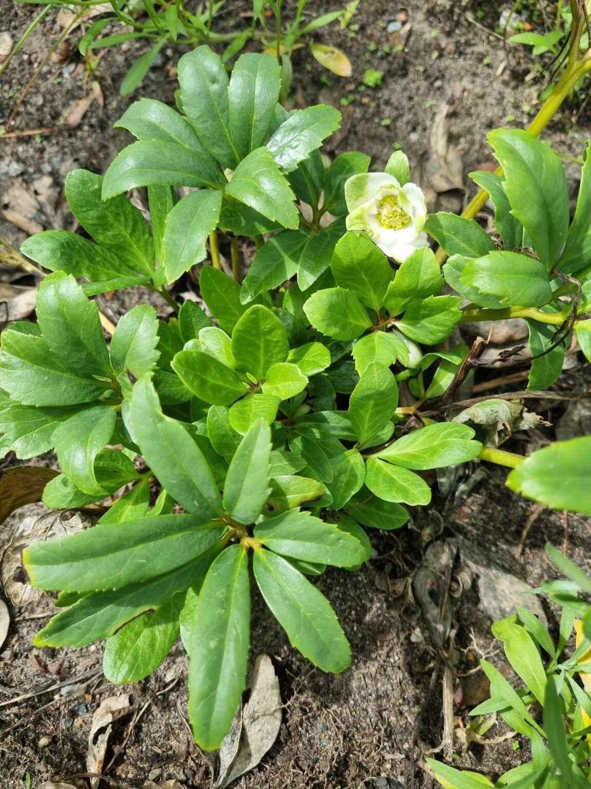 Christrose