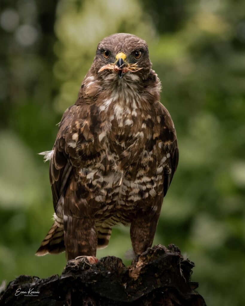 Einige irische Wildtiere aus diesem Sommer
