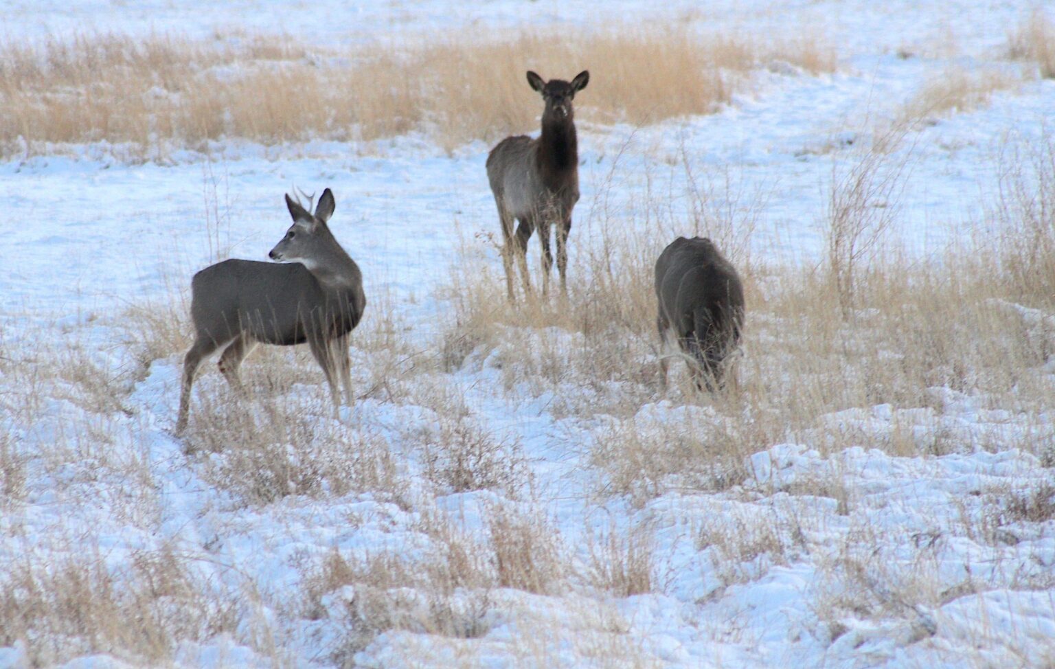 Fünf Wyoming -Elchherden sind bisher relativ unbekannt und unzählige