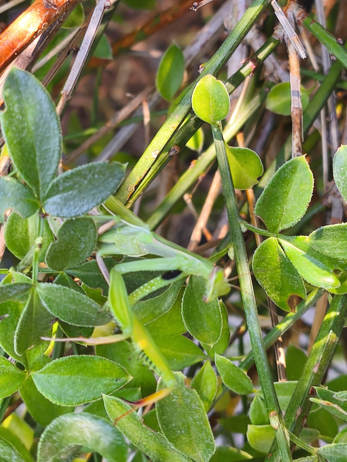 Welches Tier krabbelt da durch meinen Garten?