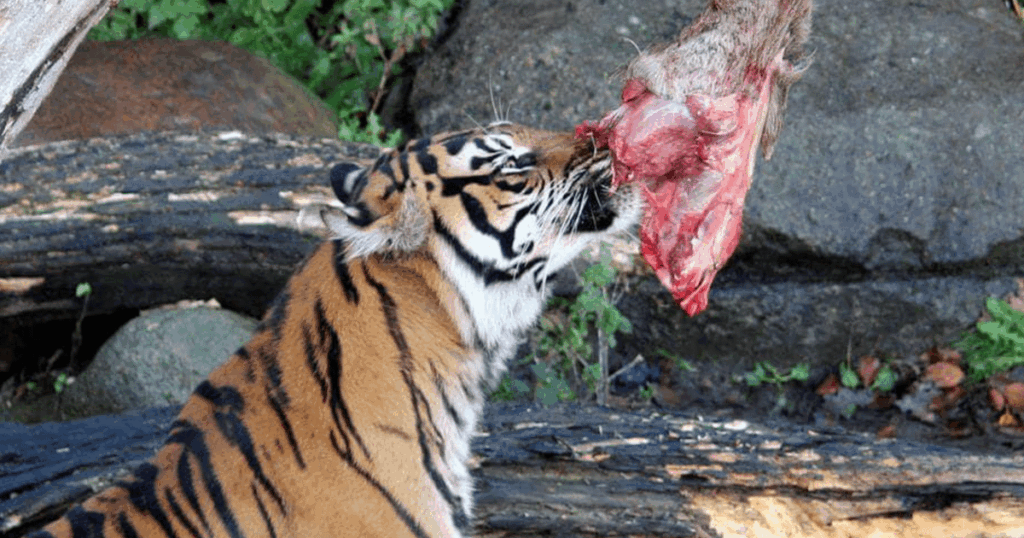 Dänemark Zoo bittet die Öffentlichkeit, unerwünschte kleine Haustiere oder Pferde zu spenden, um gefangene Raubtiere zu ernähren