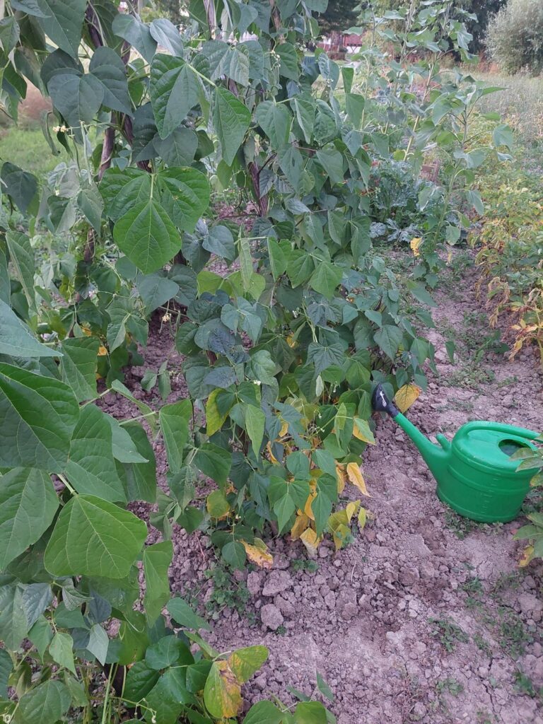 Stangenbohnen untere Blätter gelb? Stangenbohnen untere Blätter gelb?