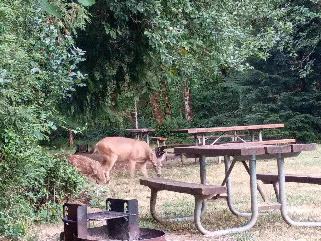 Blacktail -Hirsch mit ihrem Baby