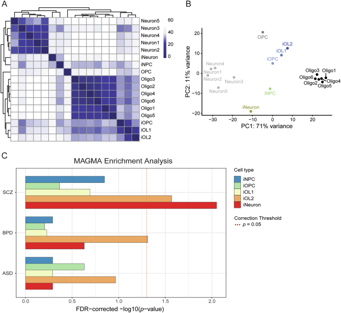 IPSC-Modeling zeigt genetische Assoziationen und morphologische Veränderungen von Oligodendrozyten bei Schizophrenie