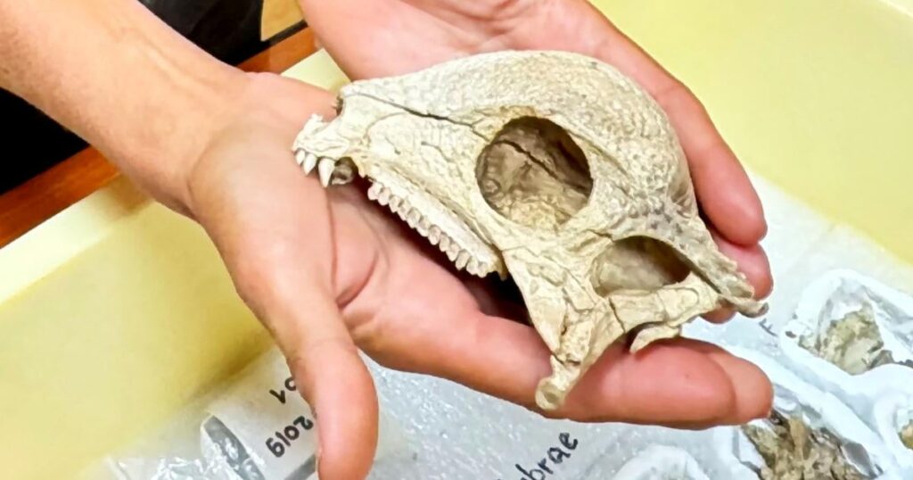 Das älteste und vollständigste Fossil eines Dinosaurierkuppels befindet sich in der Mongolei