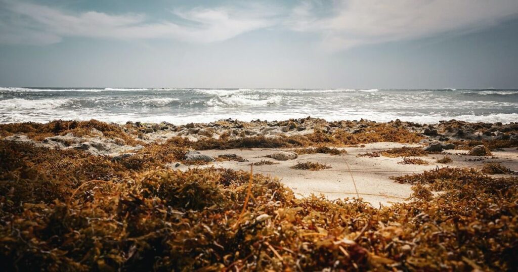 Das Seetang an Sandy Shores wäscht mehr als nur verrottet. Eine neue Studie ergab, dass sie Sauerstoff-tolerante Mikroorganismen treibt, die Methan in die Luft pumpen. Methan wurde in flachen Küstengewässern in „Übersättigungskonzentrationen“ konsequent gefunden, in einigen Fällen fast 1.900 Mal mehr. Das Seetang an Sandy Shores wäscht mehr als nur verrottet. Eine neue Studie ergab, dass sie Sauerstoff-tolerante Mikroorganismen treibt, die Methan in die Luft pumpen. Methan wurde in flachen Küstengewässern in „Übersättigungskonzentrationen“ konsequent gefunden, in einigen Fällen fast 1.900 Mal mehr.