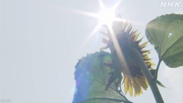 Japan stellt Rekord für den heißesten Sommer auf
