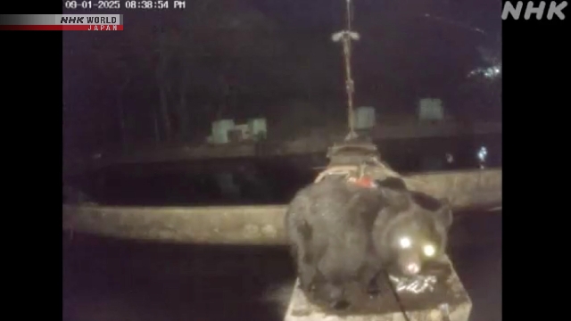 Drei Bears Raid Fish Farm in Nordjapan