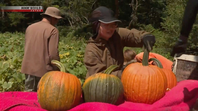 Halloween -Kürbisse, die in Zentraljapan geerntet wurden