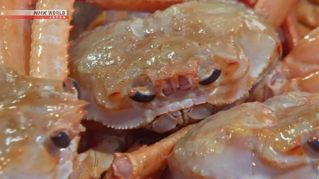 Die erste Red Snow Crab -Auktion der Saison in Westjapan veranstaltet