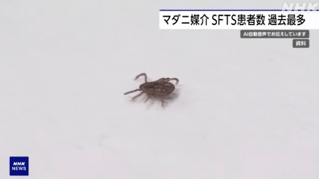 Fälle von durch Zecken übertragenen Infektionen in Japan erreichen Rekordhöhe