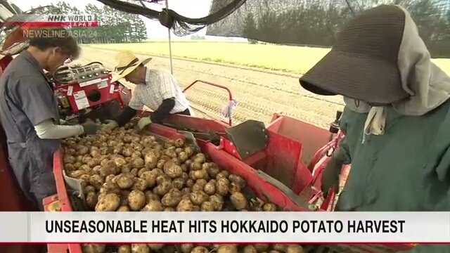 Unsseasbare Wärme trifft die Hokkaido -Kartoffelernte