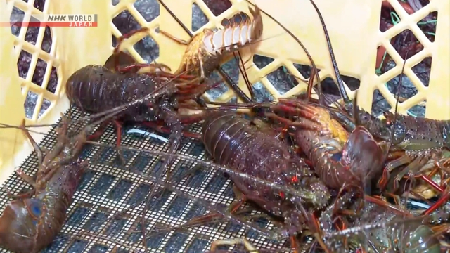 Der erste Haken der Saison von stachelnden Hummer in Zentraljapan gelandet