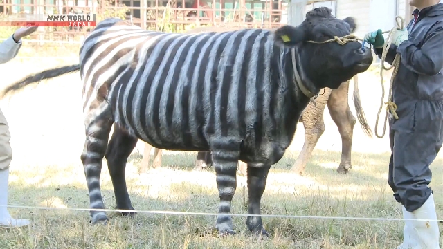 Das japanische Team gewinnt den IG-Nobelpreis für die Verwendung von Zebra-ähnlichen Streifen zum Schutz der Kühe