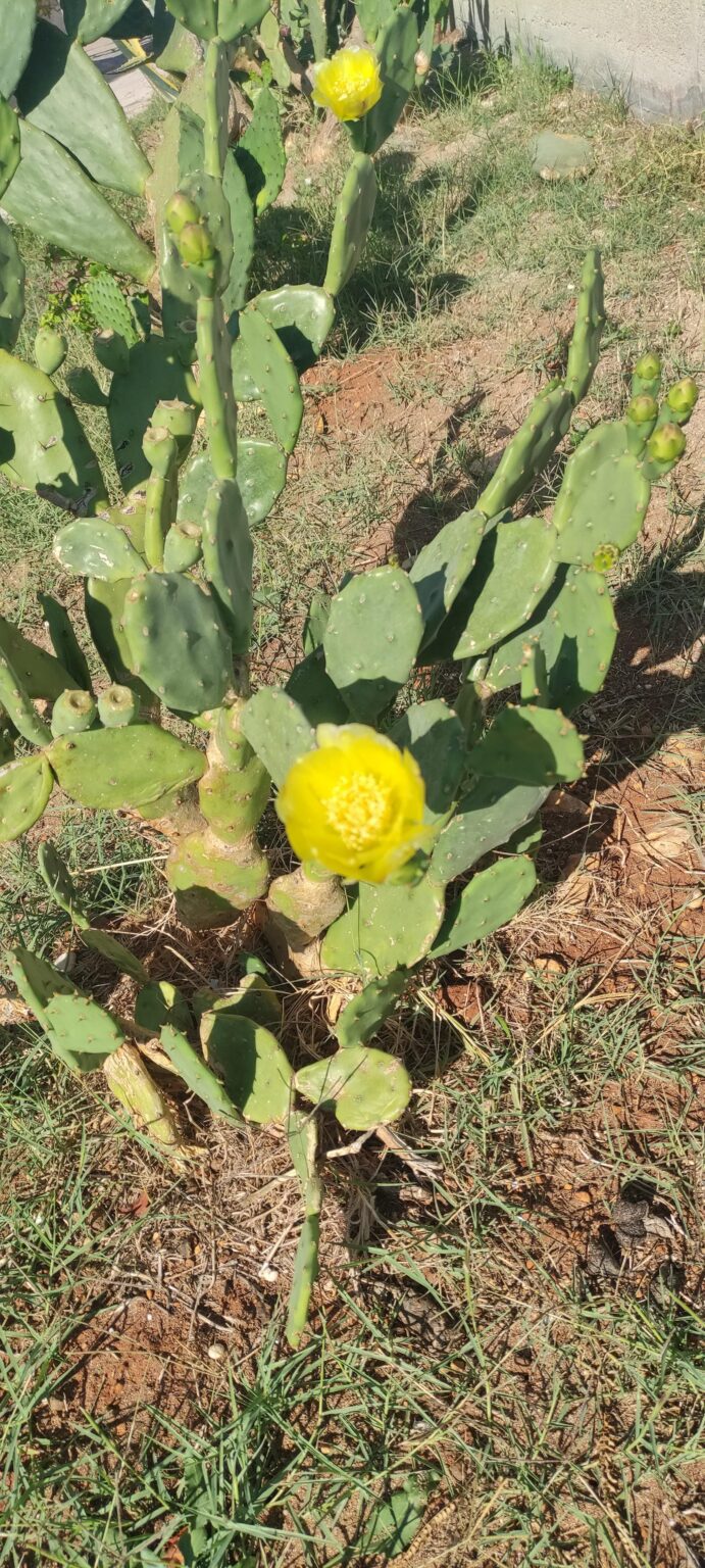 Und noch mehr Kaktus blüten!