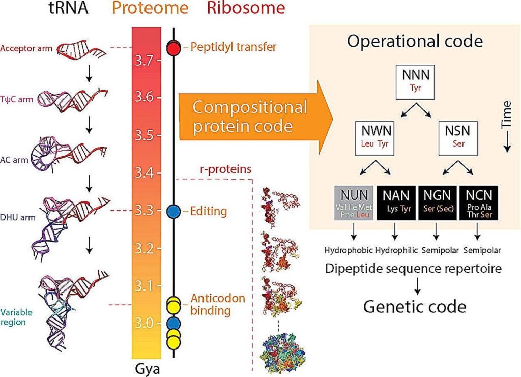 Die Forscher verfolgen die Ursprünge von Genetic Code auf frühe Proteinstrukturen