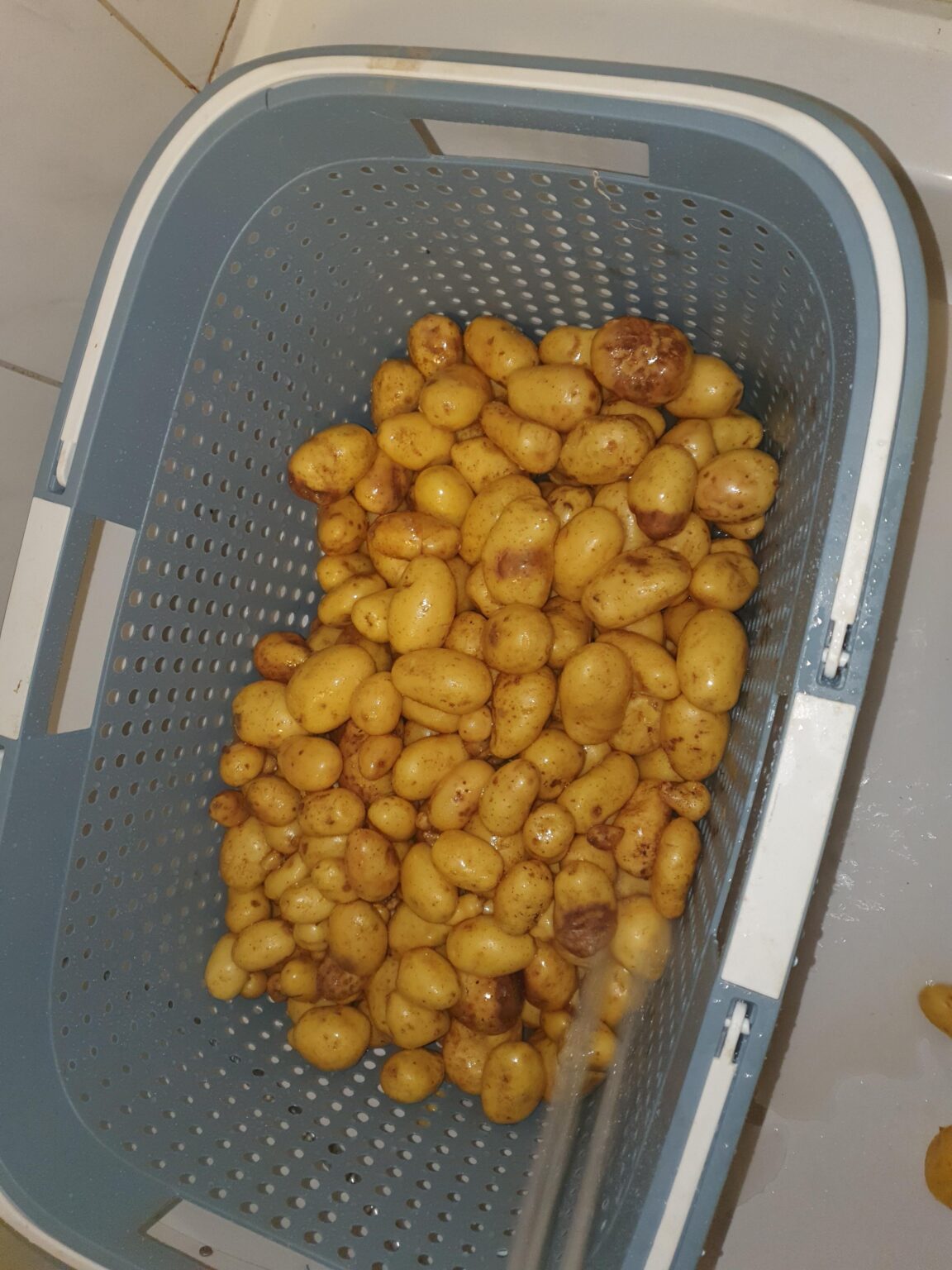 Warum gammeln meine frisch geernteten Kartoffeln?