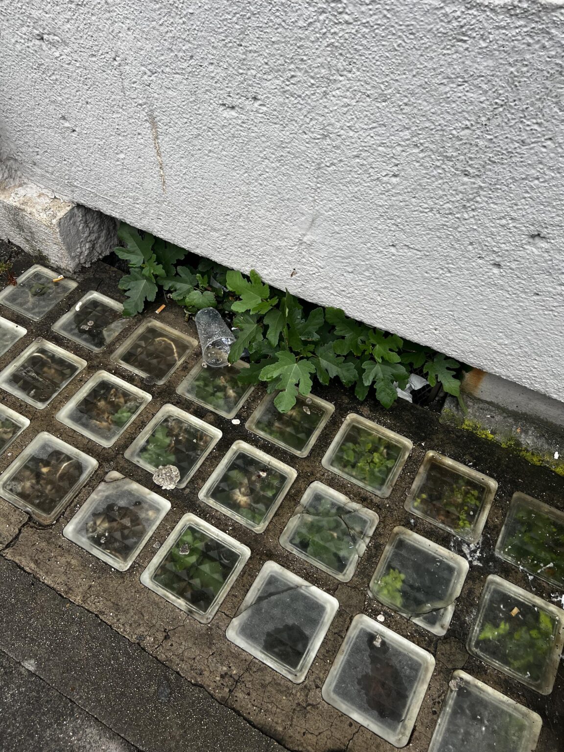 Fugenwachstum