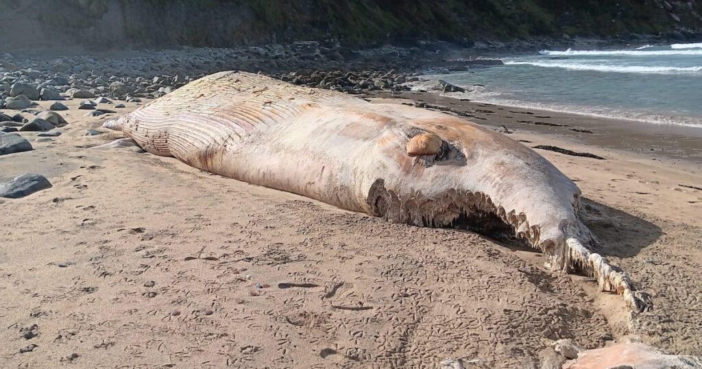 Öffentlichkeit forderte sich nicht auf, sich 57 Fuß toten Wal an Cork Beach zu nähern
