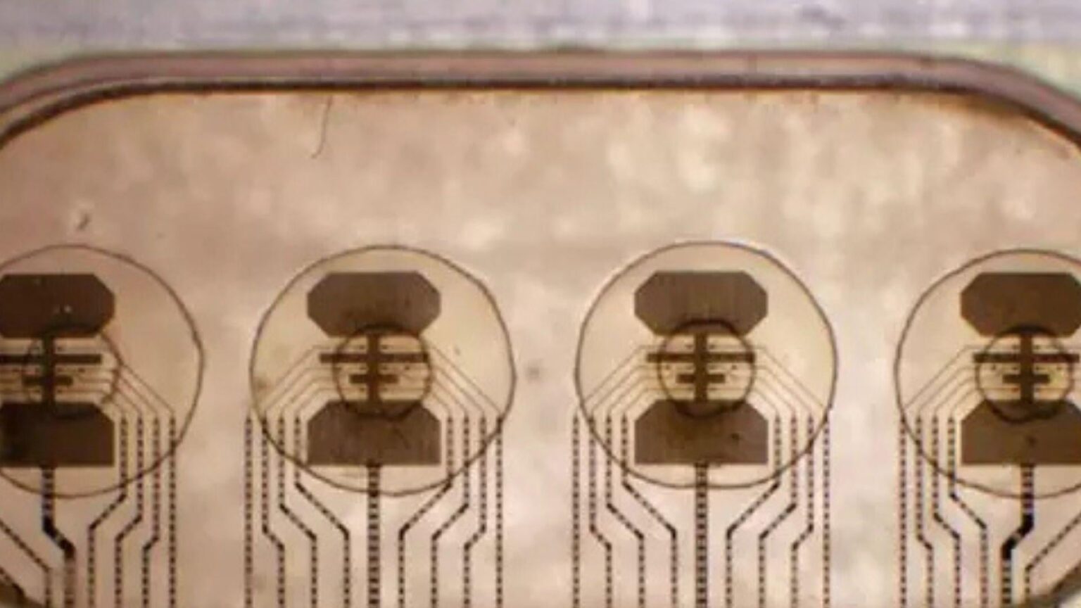 "Living Computers": Wissenschaftler planen, Bakterien in digitale Prozessoren zu verwandeln