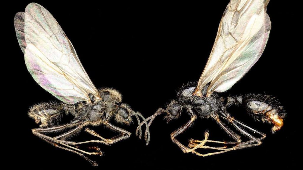 Ameisenkönigin bringt 2 verschiedene Arten zur Welt