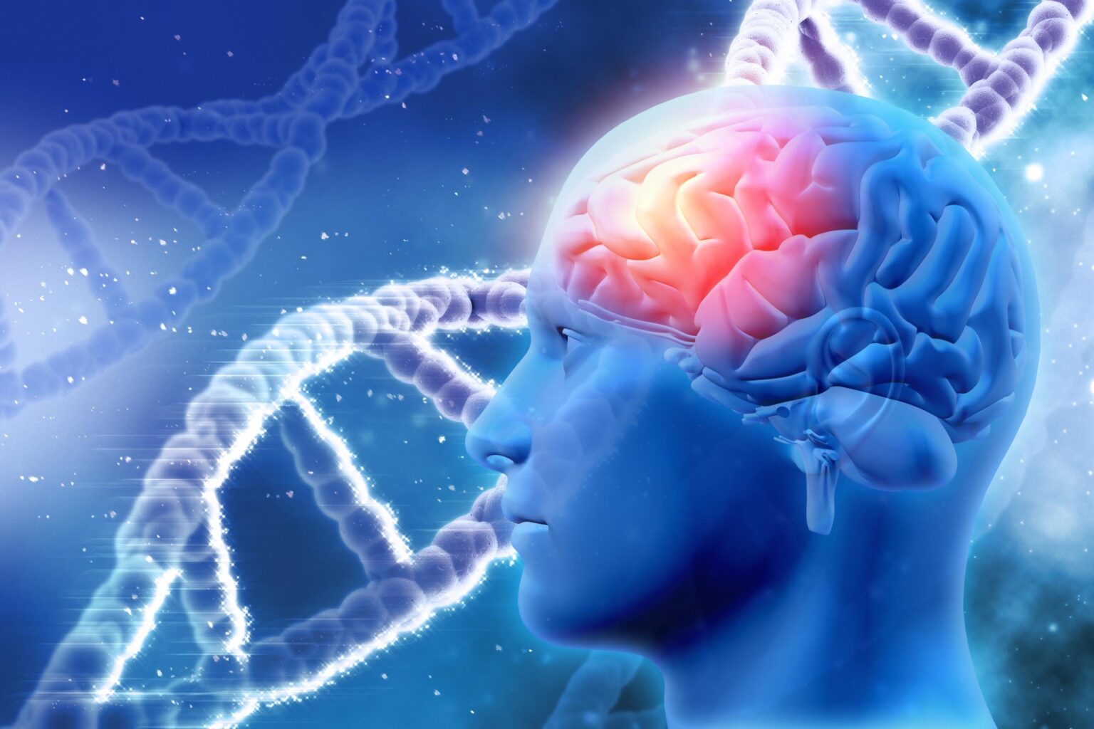 Die menschliche Evolution kann hohe Autismusraten erklären: genetische Veränderungen, die unser Gehirn einzigartig machten, machten uns auch mehr Neurodiverse. Spezielle Neuronen wurden beim Menschen schnell entwickelt - diese schnelle Verschiebung fiel mit Veränderungen der mit Autismus verbundenen Gene zusammen, die wahrscheinlich von der natürlichen Selektion geprägt sind, die einzigartig für den Menschen ist.
