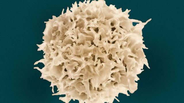 Wissenschaftler der Peking -Universität zeigen, dass die Absetzung der Asparaginversorgung mit vorhandenen Medikamenten selektiv Seneszenzellen beseitigen und Healthspan bei Mäusen verbessern kann