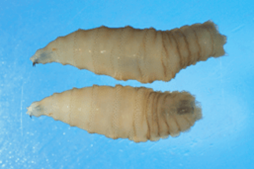 Kalifornien gibt beratend auf eine parasitäre Fliege aus, deren Maden lebende Menschen befallen können