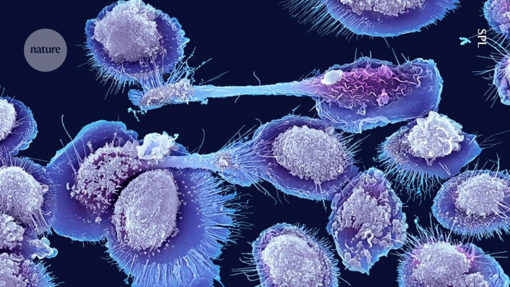 Neu entdeckte Immunzelle bei Mäusen Hinweise darauf, warum Entzündungen mit hohem Alter spitzen