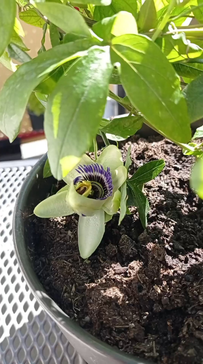 Passionsblume beim aufblühen